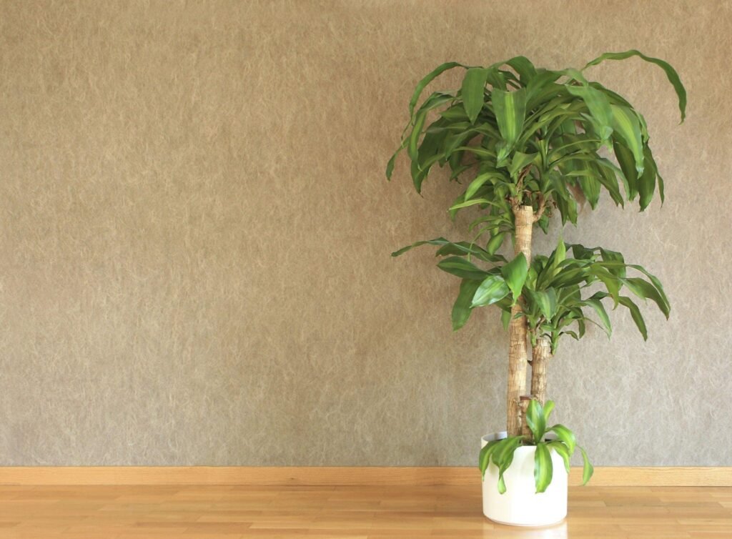 گیاهان آپارتمانی یوکا