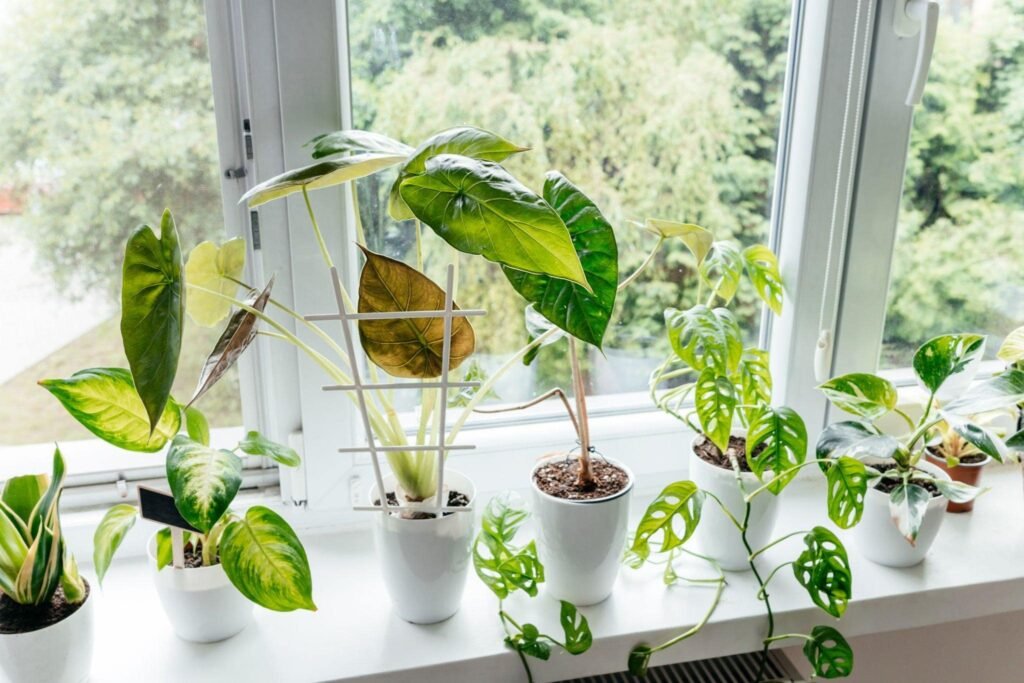 گیاهان آپارتمانی بابا آدم